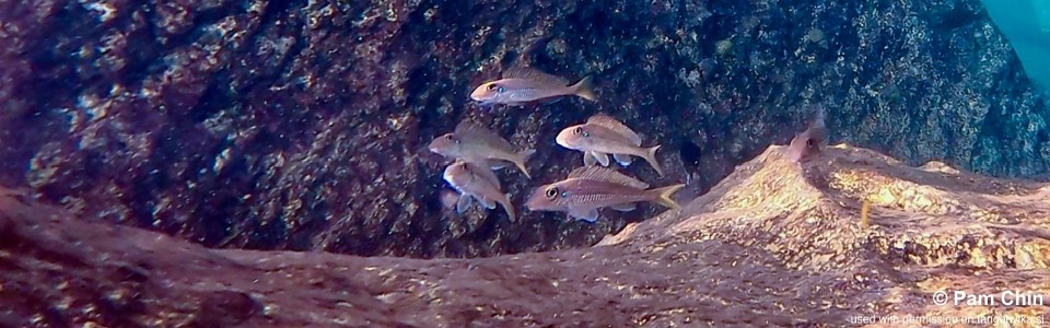 Asprotilapia leptura 'Kalala Island'<br><font color=gray>Xenotilapia leptura 'Kalala Island'</font>