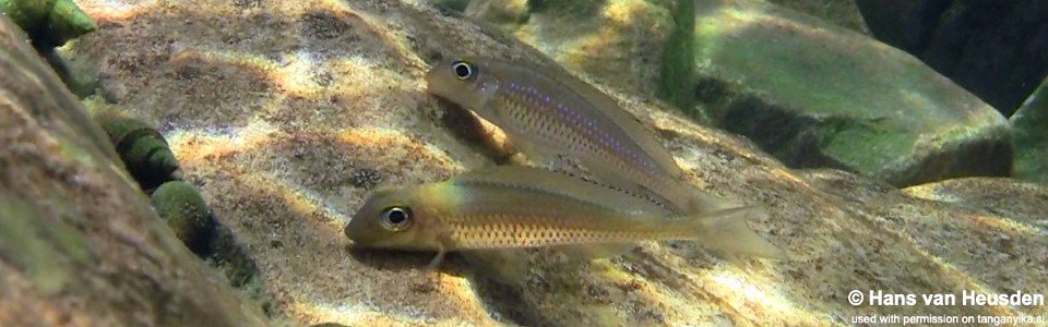 Asprotilapia leptura 'Kasanga'<br><font color=gray>Xenotilapia leptura 'Kasanga'</font>