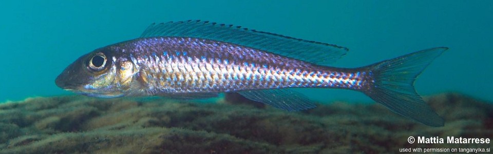 Asprotilapia leptura 'Katondo Point'<br><font color=gray>Xenotilapia leptura 'Katondo Point'</font>