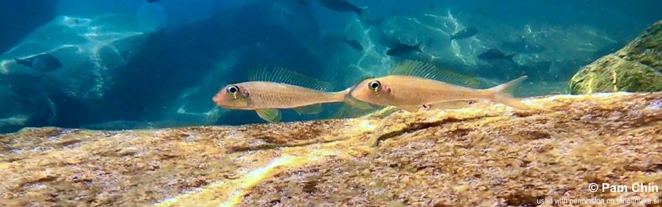 Asprotilapia leptura 'Mahale Mountains NP'<br><font color=gray>Xenotilapia leptura 'Mahale Mountains NP'</font>