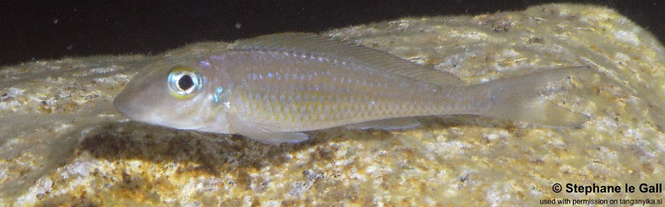 Asprotilapia leptura 'Mzungu Beach'<br><font color=gray>Xenotilapia leptura 'Mzungu Beach'</font>