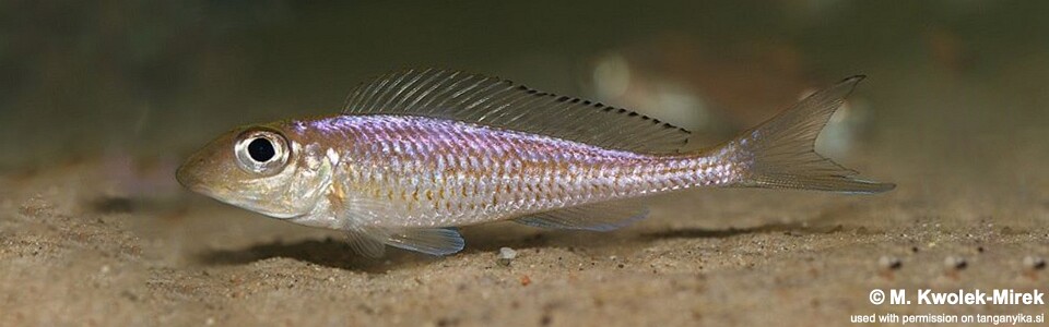 Asprotilapia leptura 'Tembwe (Deux)'<br><font color=gray>Xenotilapia leptura 'Tembwe (Deux)'</font>