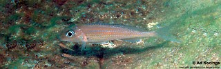 Asprotilapia leptura 'Cape Kachese'.jpg