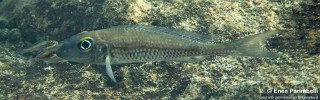 Asprotilapia leptura 'Izinga Island'.jpg