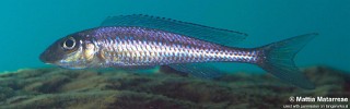 Asprotilapia leptura 'Katondo Point'.jpg