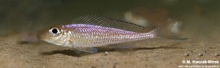 Asprotilapia leptura 'Tembwe (Deux)'.jpg