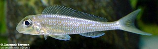 Asprotilapia leptura.jpg