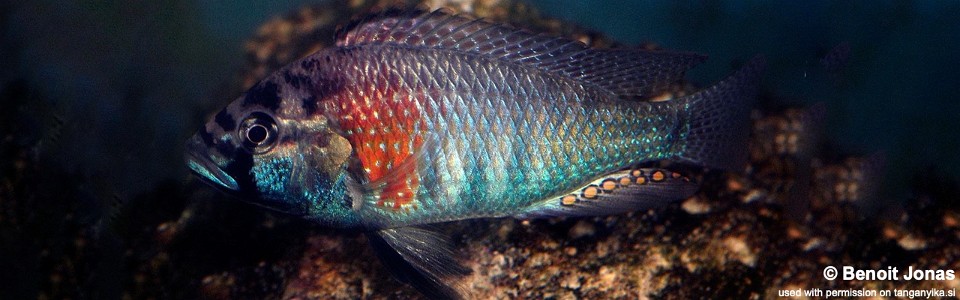 Astatotilapia burtoni 'Bujumbura'