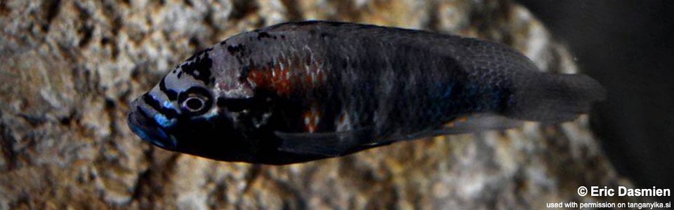 Astatotilapia burtoni 'Kalambo Falls'