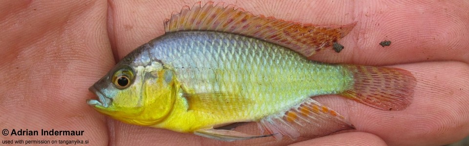 Astatotilapia burtoni 'Ruzizi River'