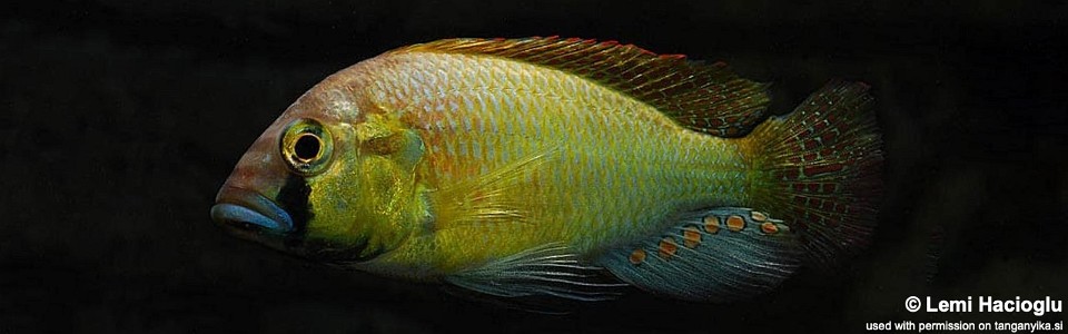 Astatotilapia burtoni (unknown locality)