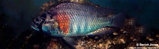 Astatotilapia burtoni 'Bujumbura'.jpg