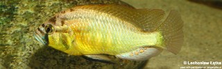 Astatotilapia burtoni 'Katonga'.jpg