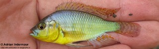 Astatotilapia burtoni 'Ruzizi River'.jpg