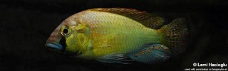 Astatotilapia burtoni.jpg