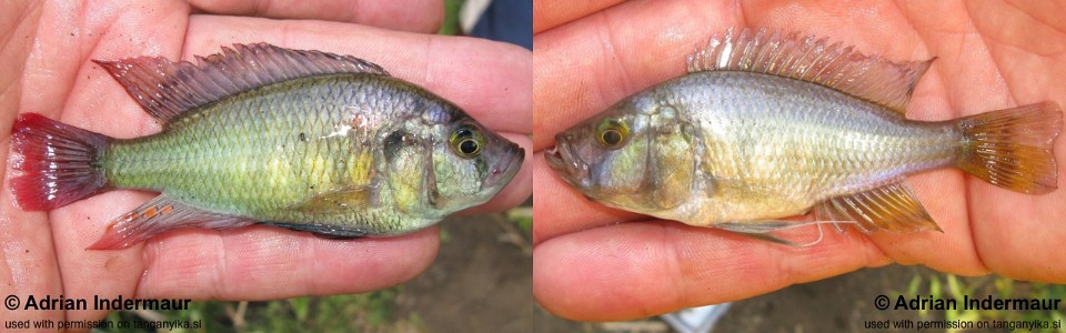 Astatotilapia cf. stappersii 'Magambo'<br><font color=gray>Haplochromis cf. stappersii 'Magambo'</font>