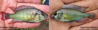 Astatotilapia stappersii