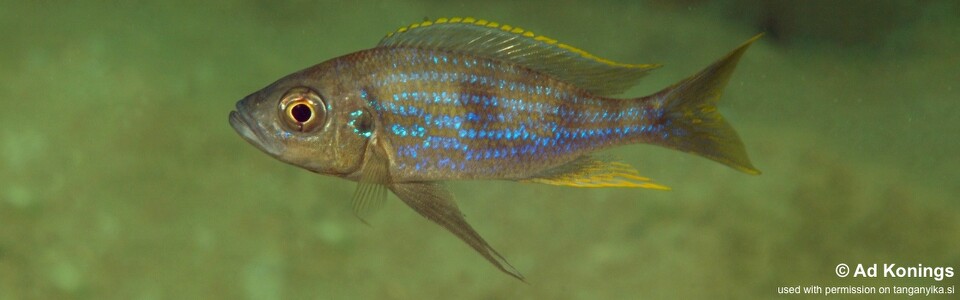 Aulonocranus dewindti 'Mtosi'