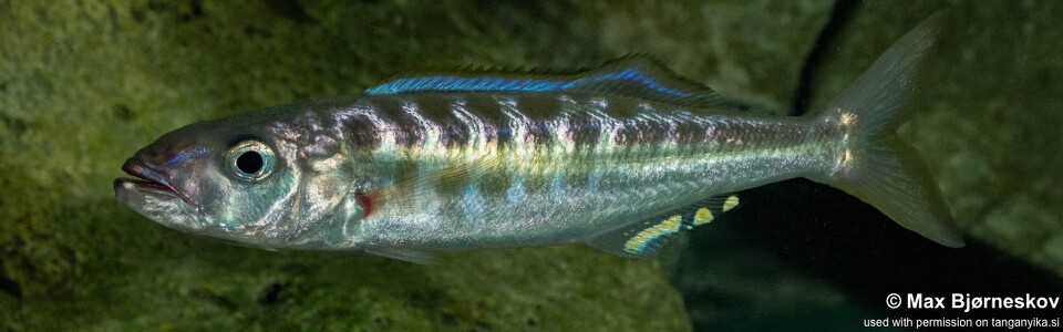 Bathybates fasciatus 'Sibwesa'
