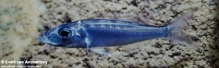 Bathybates ferox 'Kigoma'.jpg