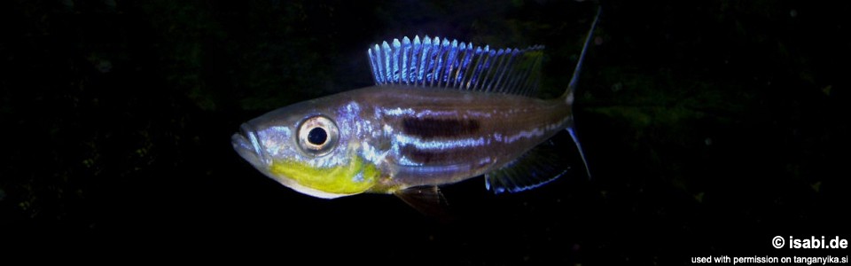 Benthochromis horii (Burundi)