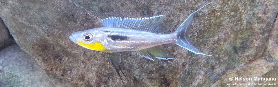 Benthochromis horii 'Cape Kabogo'