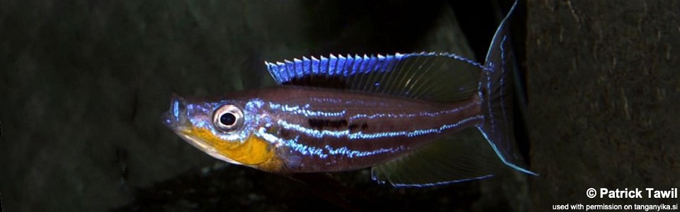 Benthochromis horii 'Chituta Bay'