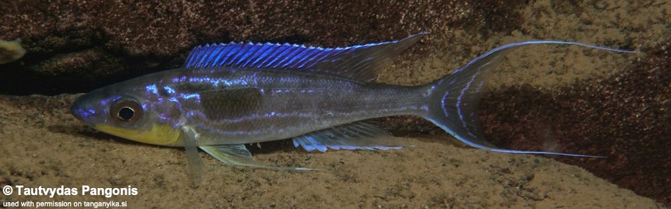 Benthochromis horii 'Jakobsen's Beach'