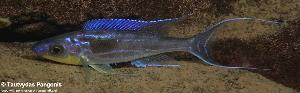 Benthochromis horii 'Jakobsen's Beach'