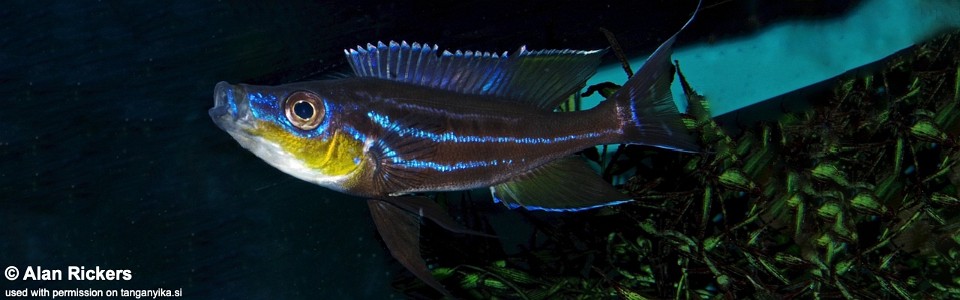 Benthochromis horii 'Kala Island'