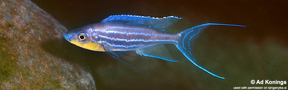 Benthochromis horii 'Kambwimba'