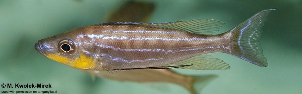 Benthochromis horii 'Kantalamba'