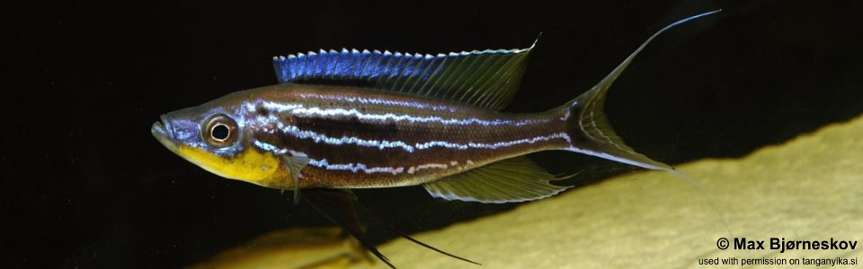 Benthochromis horii 'Kasanga'