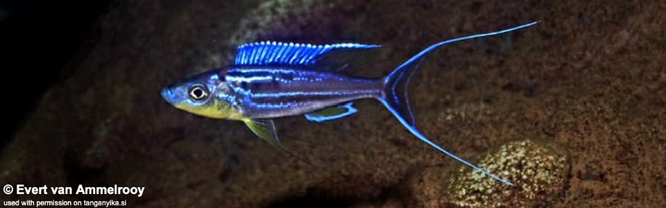 Benthochromis horii 'Kigoma'