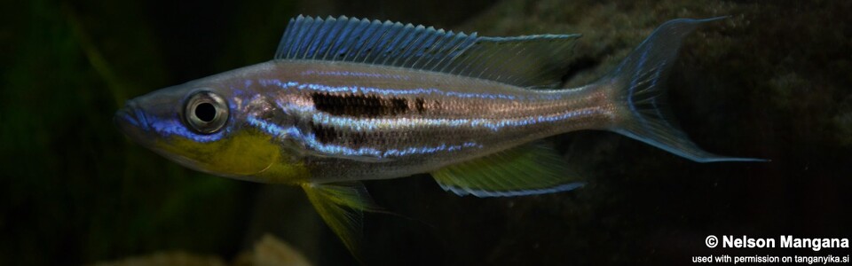 Benthochromis horii 'Kipili'