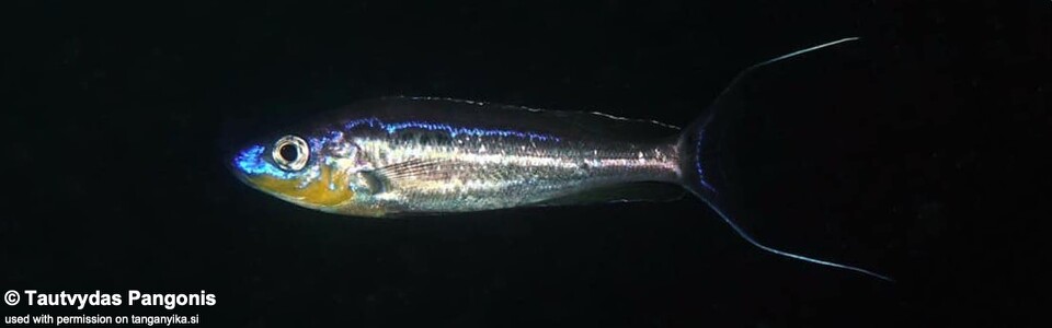 Benthochromis horii 'Lwilwi Island'