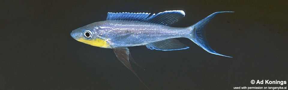 Benthochromis horii 'Msalaba'