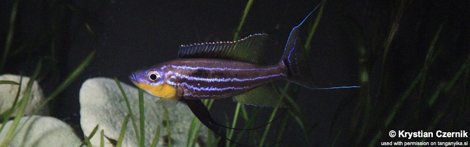 Benthochromis horii 'Mvuna Island'