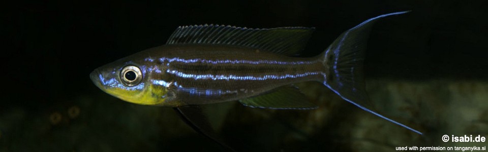 Benthochromis horii (Zambia)