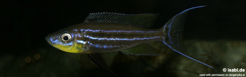 Benthochromis horii (Zambia)