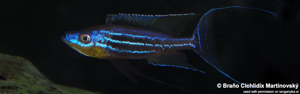 Benthochromis horii (unknown locality)