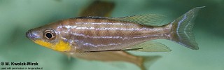 Benthochromis horii 'Kantalamba'.jpg