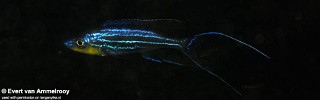 Benthochromis horii 'Kombe'.jpg