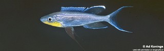 Benthochromis horii 'Msalaba'.jpg