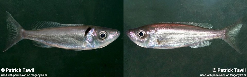 Benthochromis melanoides (unknown locality)