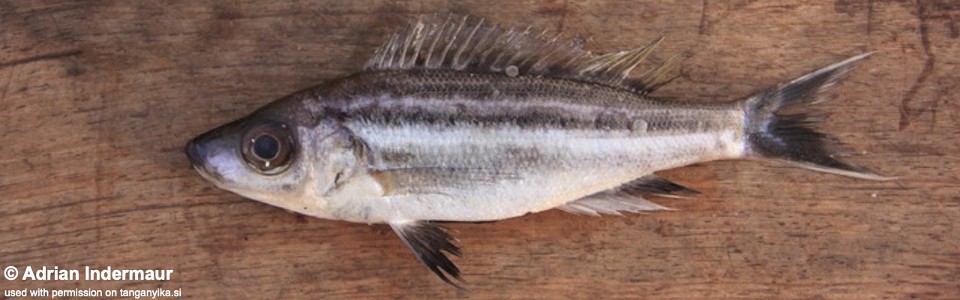 Benthochromis tricoti (Mpulungu market)