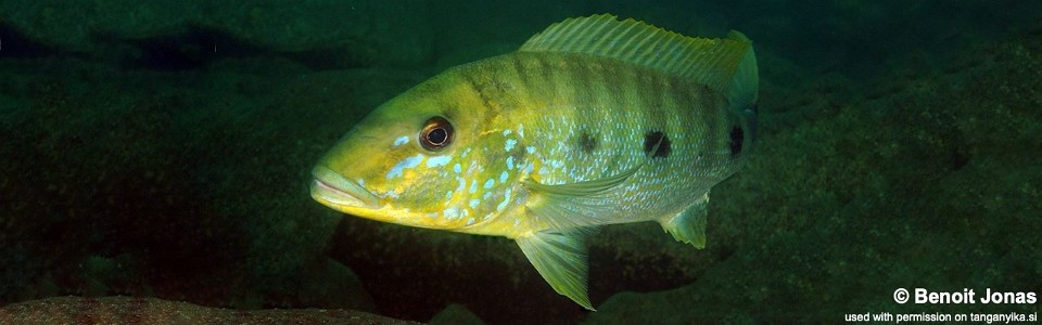 Boulengerochromis microlepis 'Kala Island'