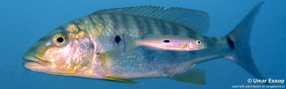 Boulengerochromis microlepis 'Kalambo Lodge'