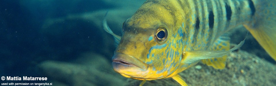 Boulengerochromis microlepis 'Kalugunga'