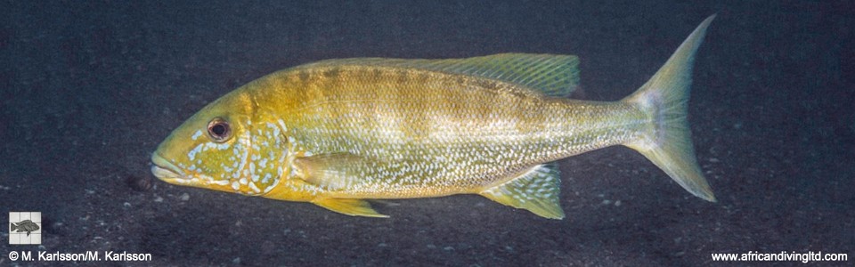 Boulengerochromis microlepis 'Katondo Point'